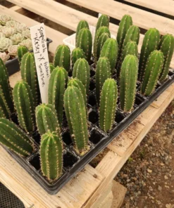 Buy Cactus South Australia