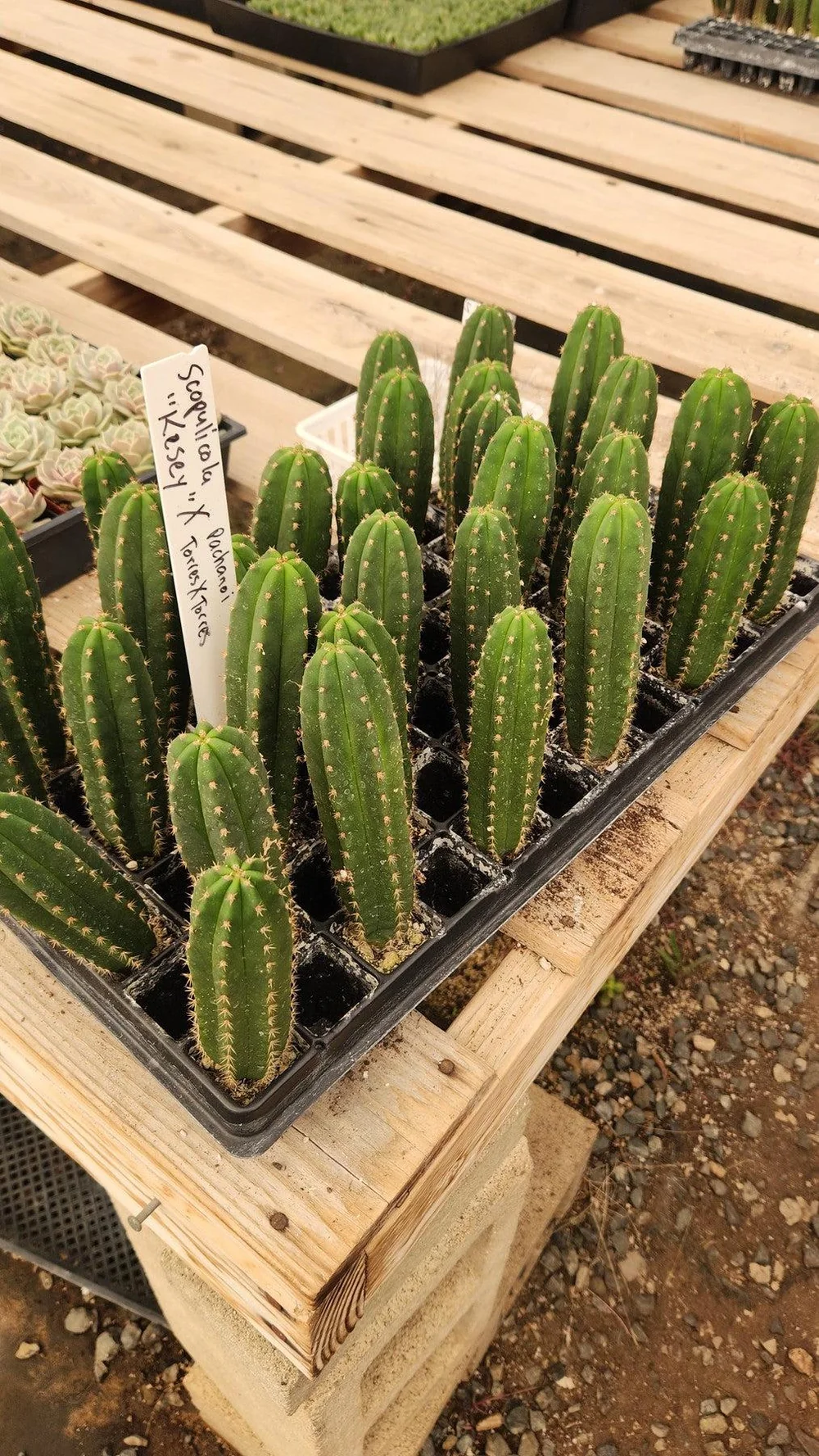 Buy Cactus South Australia
