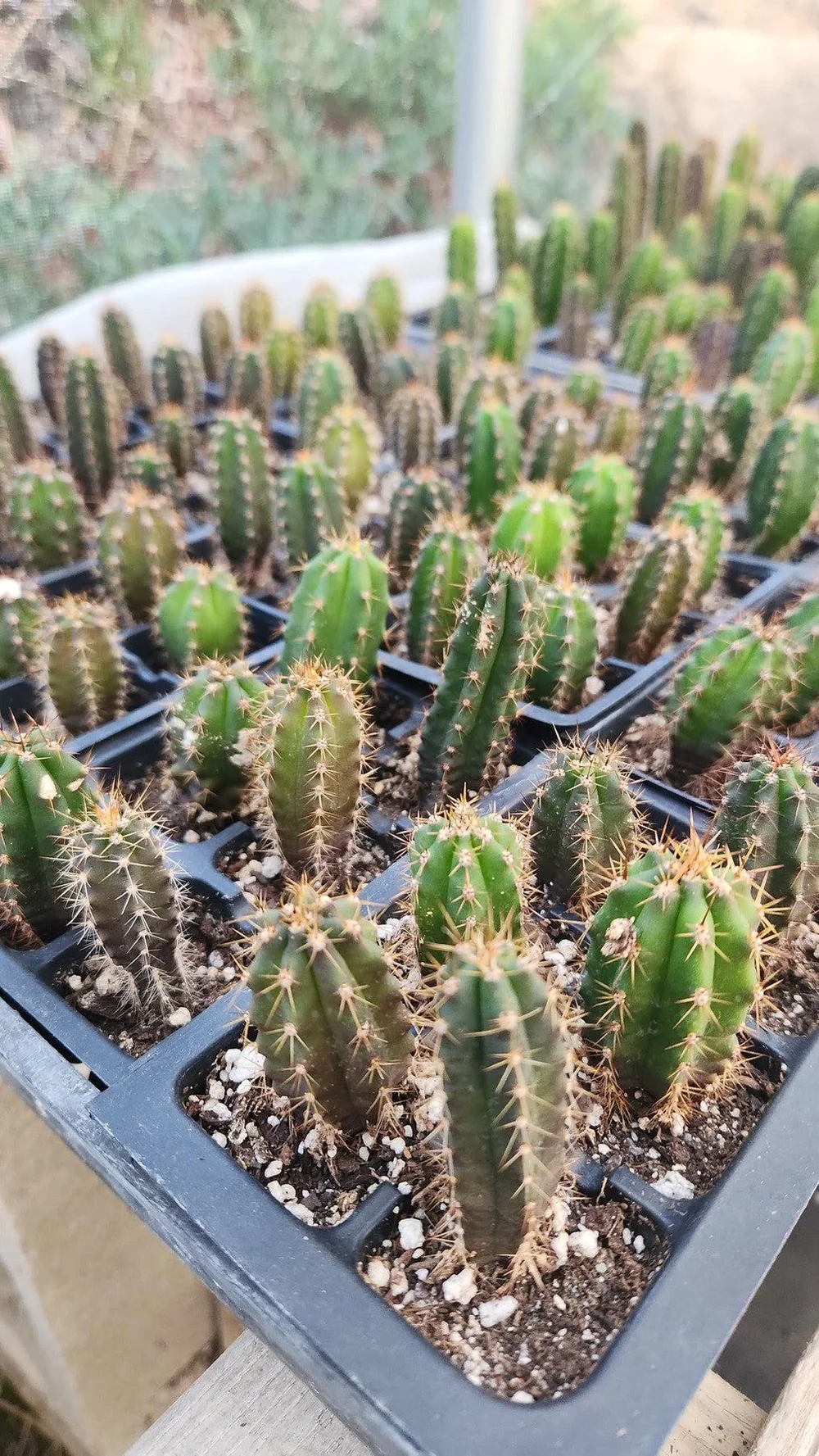 #EC377 EXACT Trichocereus Hybrid Seedling Mixed 6 Pack of Cactus 3-5” - Image 10