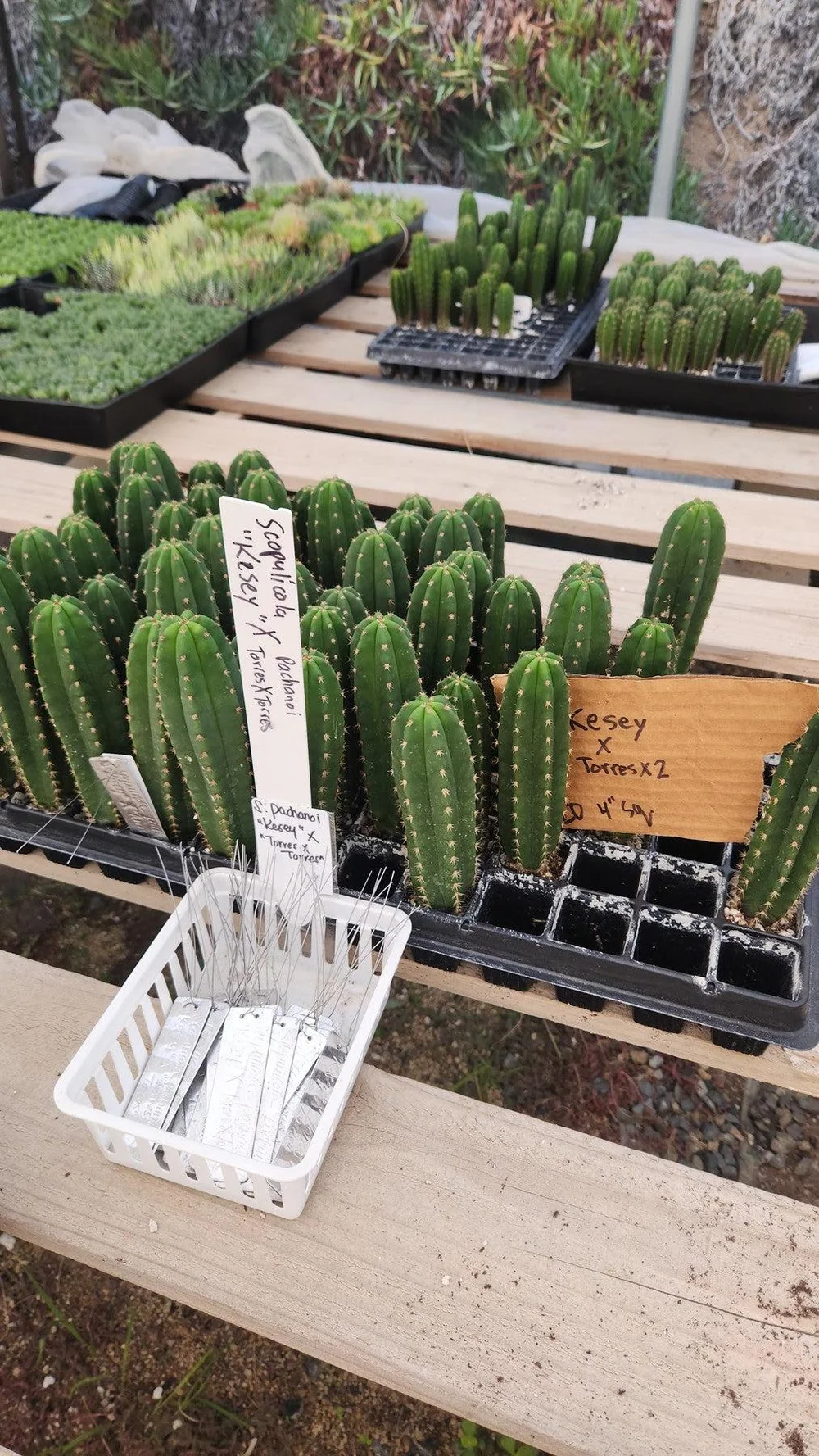 #EC377 EXACT Trichocereus Hybrid Seedling Mixed 6 Pack of Cactus 3-5” - Image 9