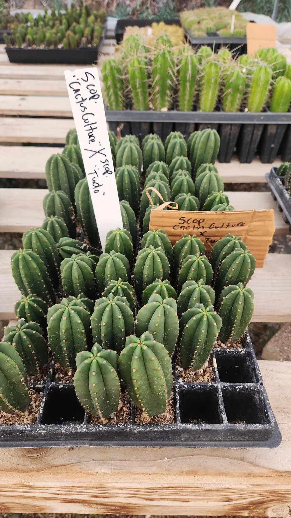 #EC377 EXACT Trichocereus Hybrid Seedling Mixed 6 Pack of Cactus 3-5” - Image 8