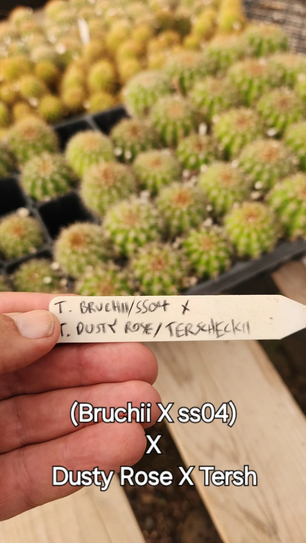 #EC377 EXACT Trichocereus Hybrid Seedling Mixed 6 Pack of Cactus 3-5” - Image 7