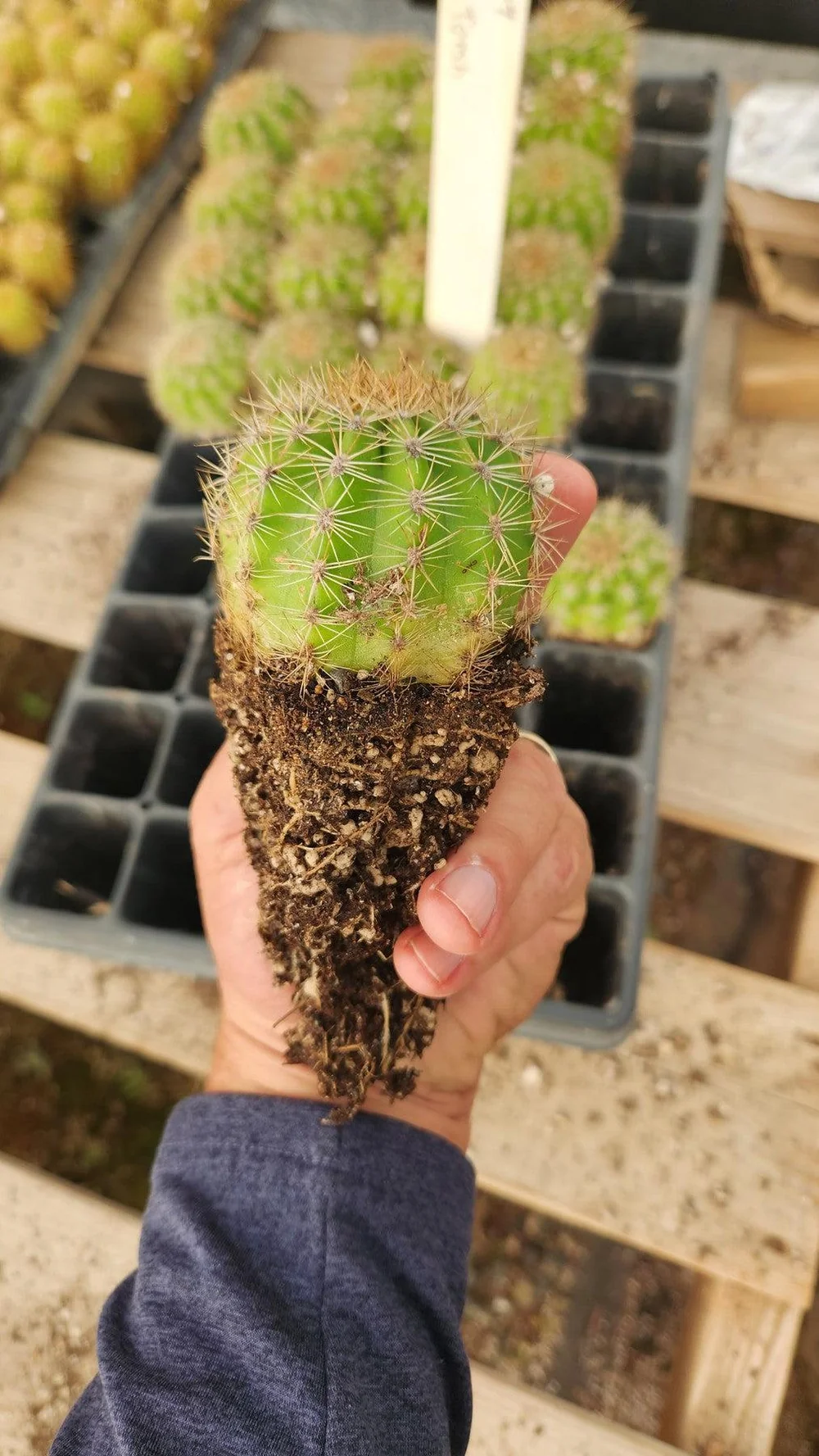 #EC377 EXACT Trichocereus Hybrid Seedling Mixed 6 Pack of Cactus 3-5” - Image 6
