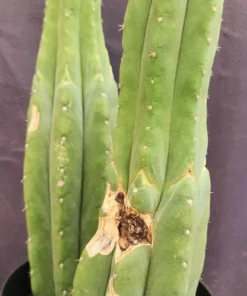 Alternative view of #EC381 EXACT Trichocereus Pachanoi Ornamental Cactus 16, 15”