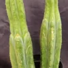 Pedro Cacti​ For Sale