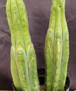 Pedro Cacti For Sale
