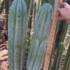 Peruvianus Cactus