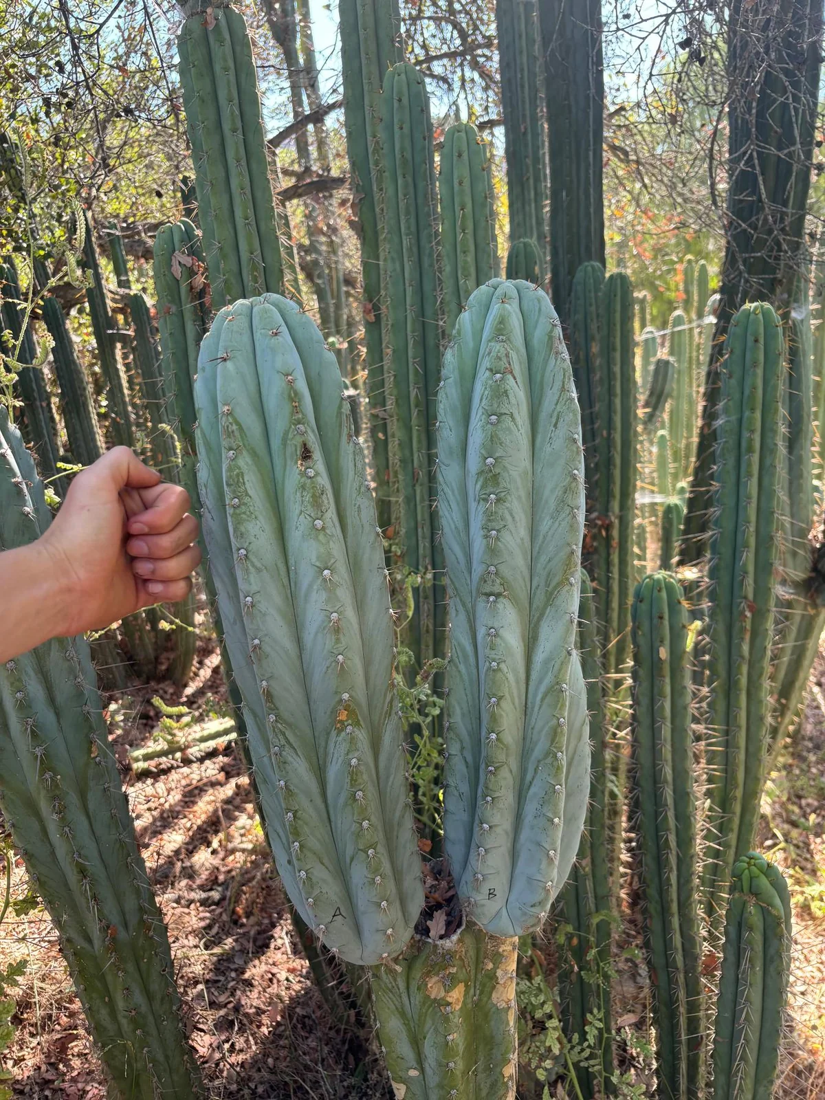 #EC386 EXACT Trichocereus Peruvianus TSSBP Cactus Cutting 18” - Image 6