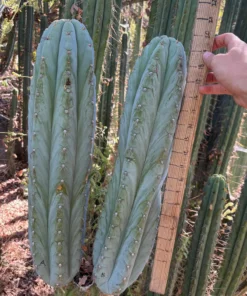 Peruvianus Cactus