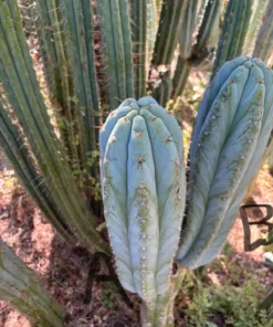 Pachanoi (San Pedro)