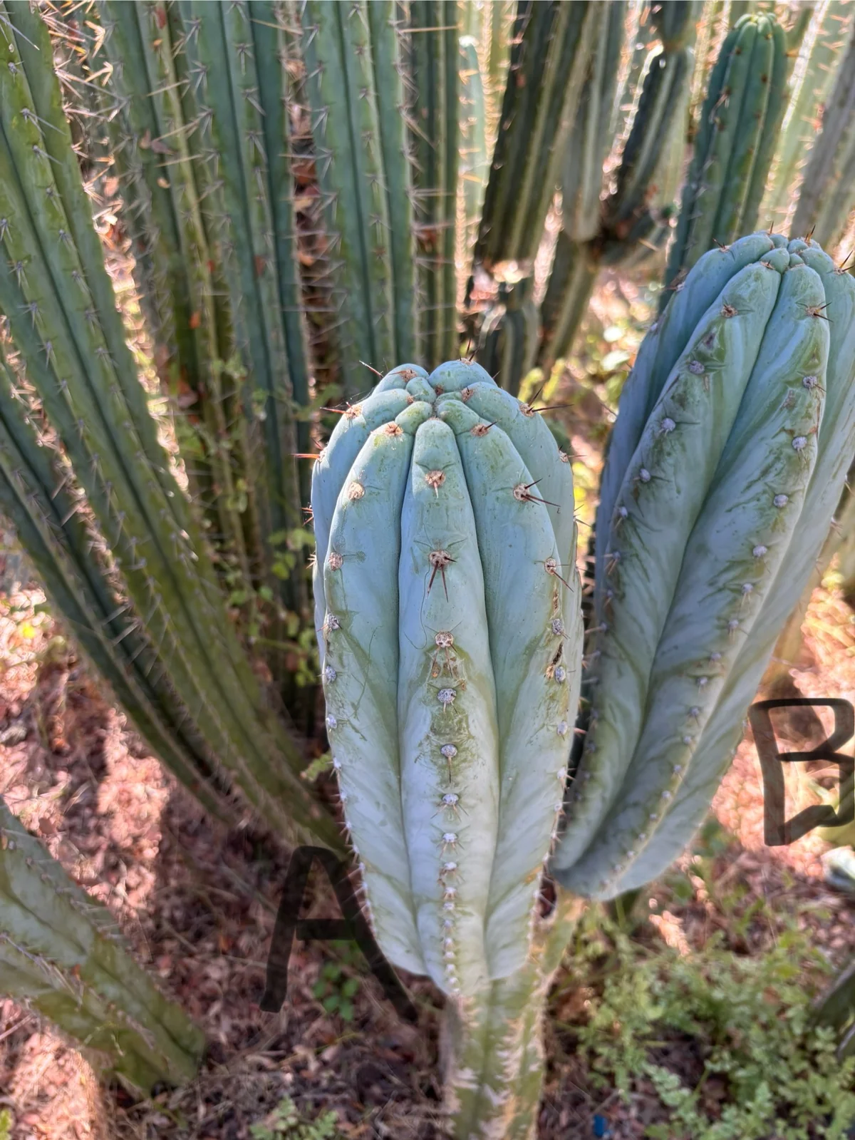 trichocereus pachanoi cactus