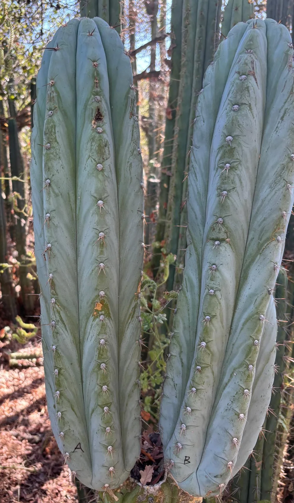 #EC386 EXACT Trichocereus Peruvianus TSSBP Cactus Cutting 18” - Image 4