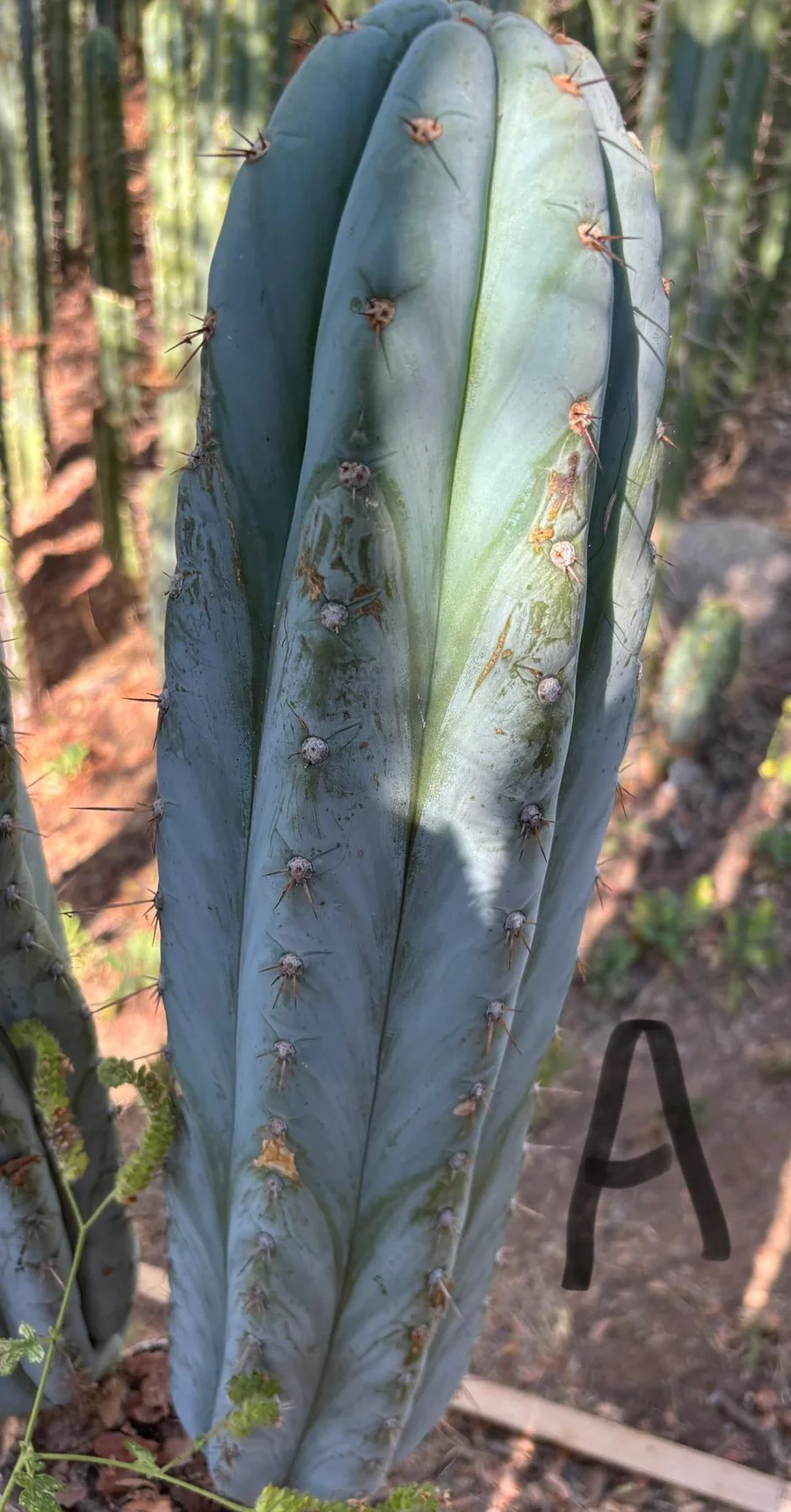 #EC386 EXACT Trichocereus Peruvianus TSSBP Cactus Cutting 18” - Image 3