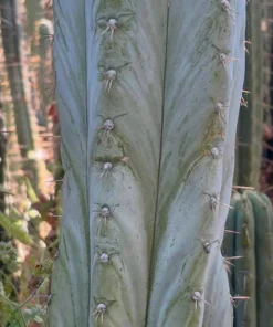 Alternative view of #EC386 EXACT Trichocereus Peruvianus TSSBP Cactus Cutting 18”