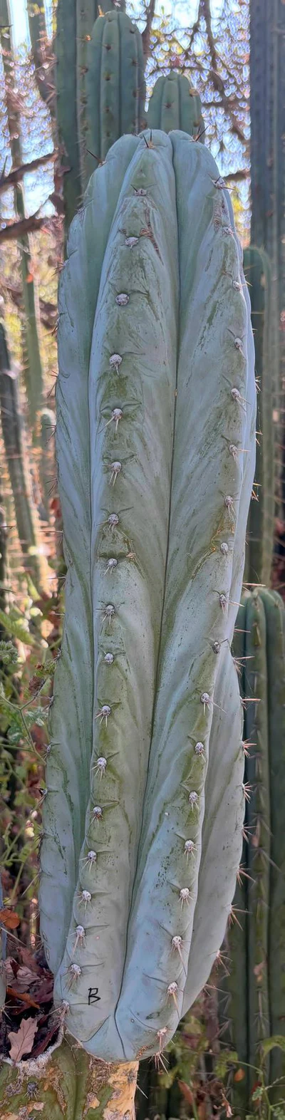 #EC386 EXACT Trichocereus Peruvianus TSSBP Cactus Cutting 18” - Image 2