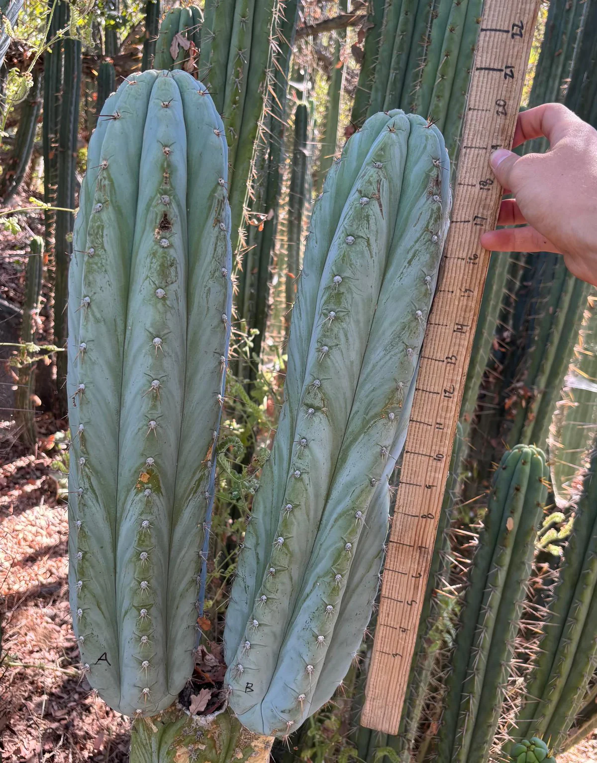 Peruvianus Cactus