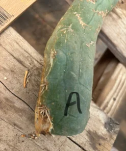 Buy Bolivian Torch Cactus
