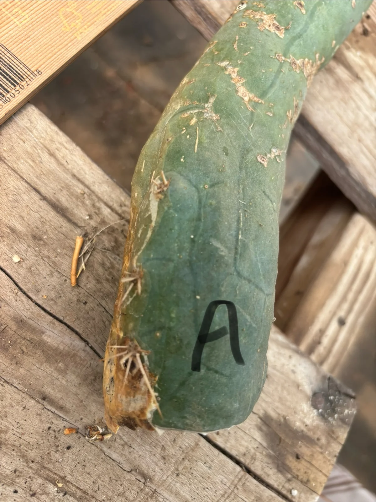 Buy Bolivian Torch Cactus