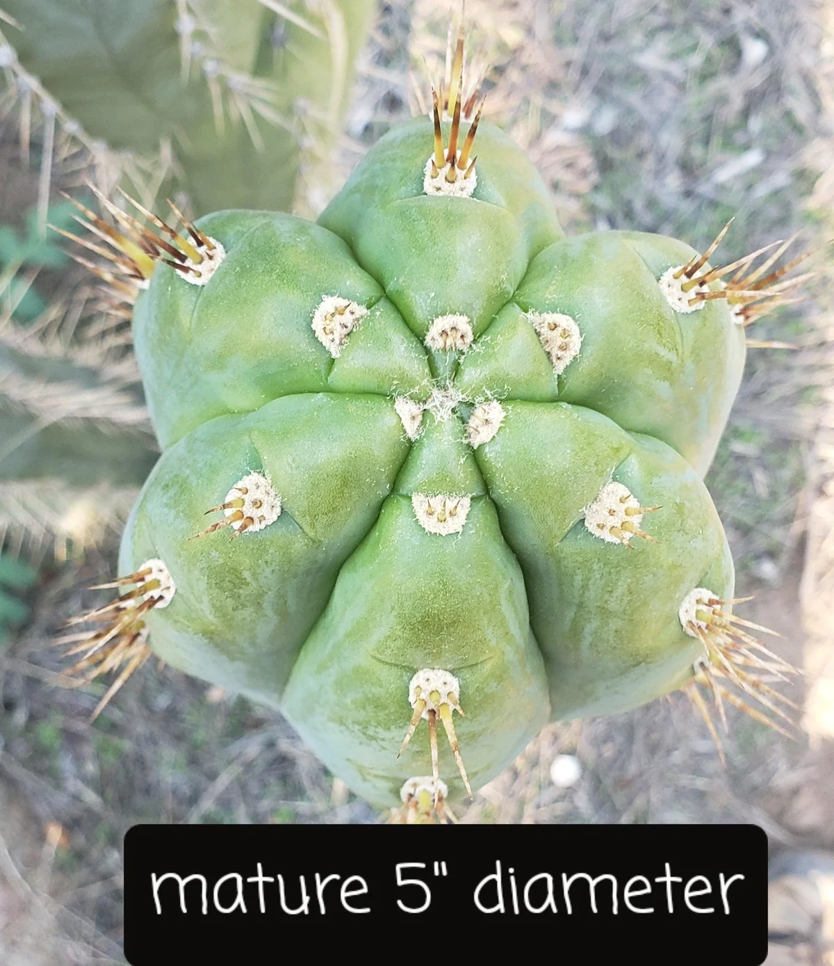 #EC45 EXACT Trichocereus Peruvianus "Storage Yard" Cactus CUTTING - Image 5