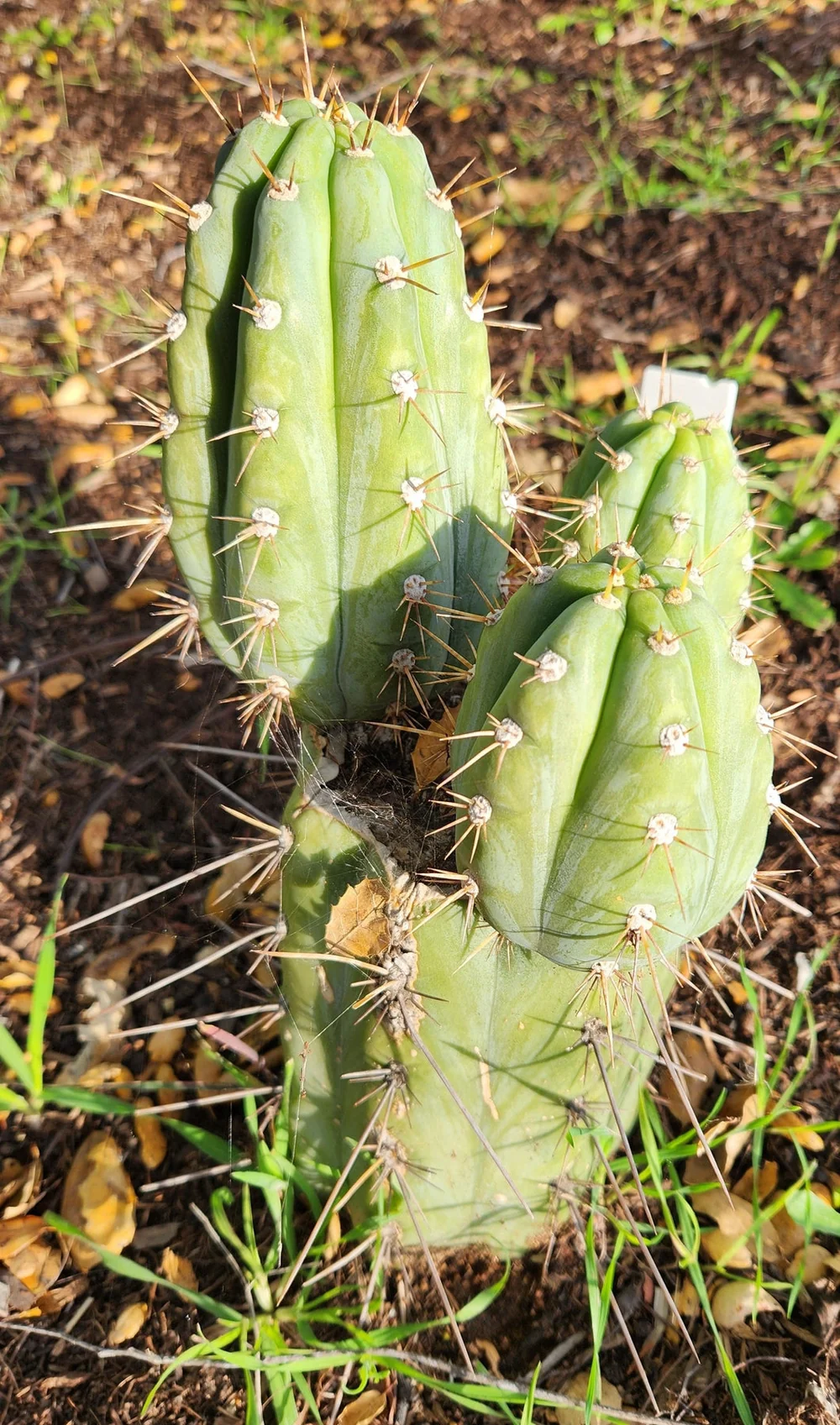 #EC45 EXACT Trichocereus Peruvianus "Storage Yard" Cactus CUTTING - Image 4
