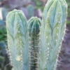 Buy Cactus Cereus Peruvianus