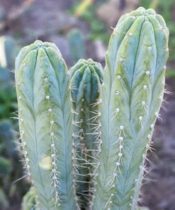 Buy Cactus Cereus Peruvianus