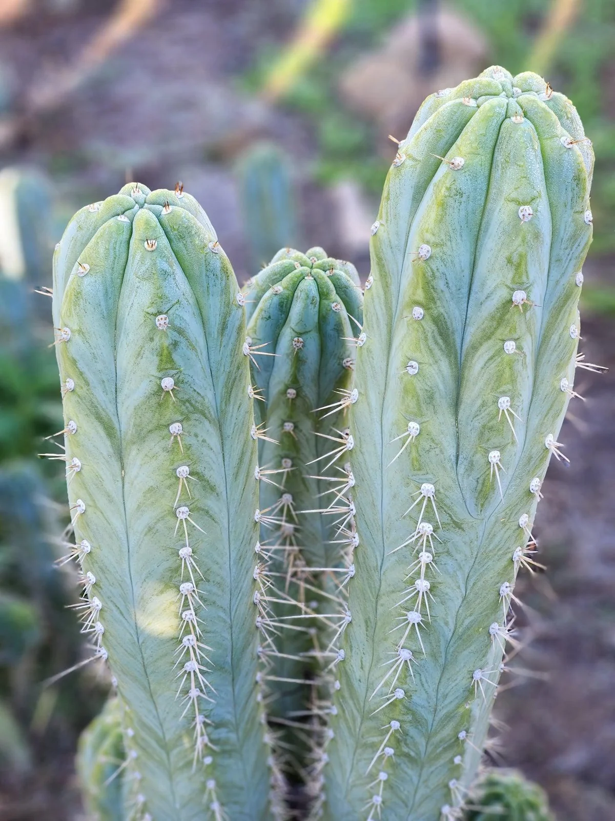 Buy Cactus Cereus Peruvianus