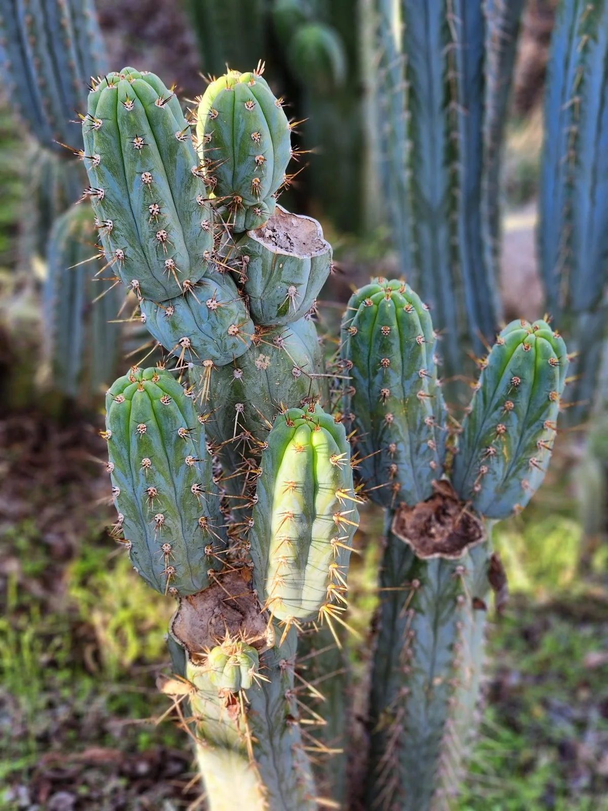 #EC45 EXACT Trichocereus Peruvianus "Storage Yard" Cactus CUTTING - Image 3