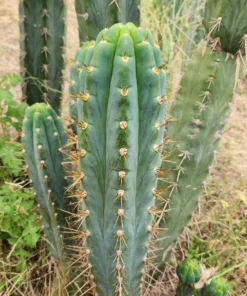 Alternative view of #EC45 EXACT Trichocereus Peruvianus "Storage Yard" Cactus CUTTING
