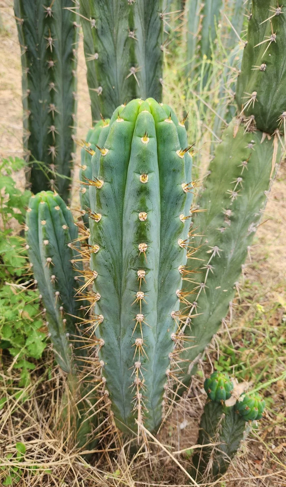 #EC45 EXACT Trichocereus Peruvianus "Storage Yard" Cactus CUTTING - Image 2