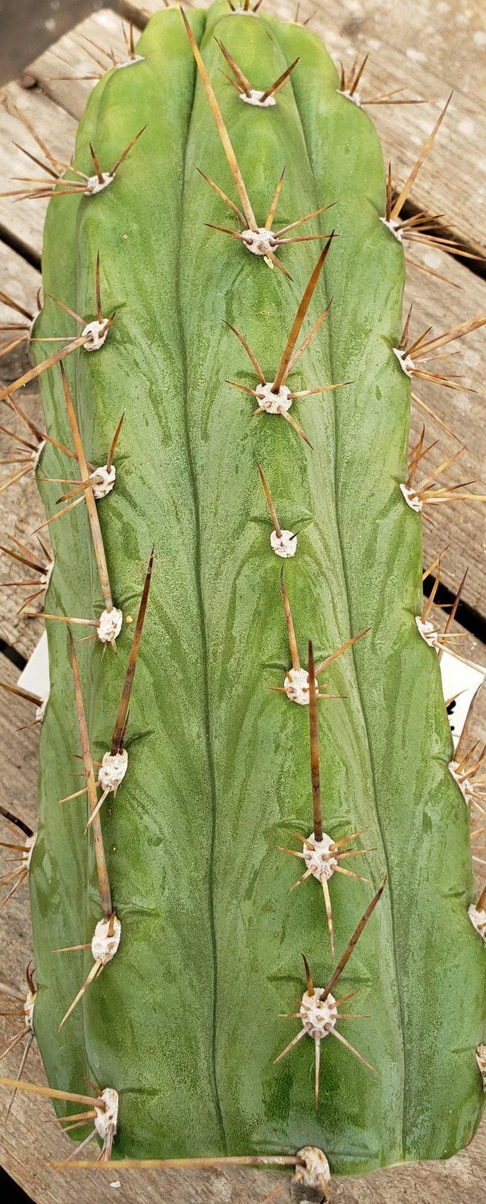 #EC45 EXACT Trichocereus Peruvianus "Storage Yard" Cactus CUTTING - Image 12