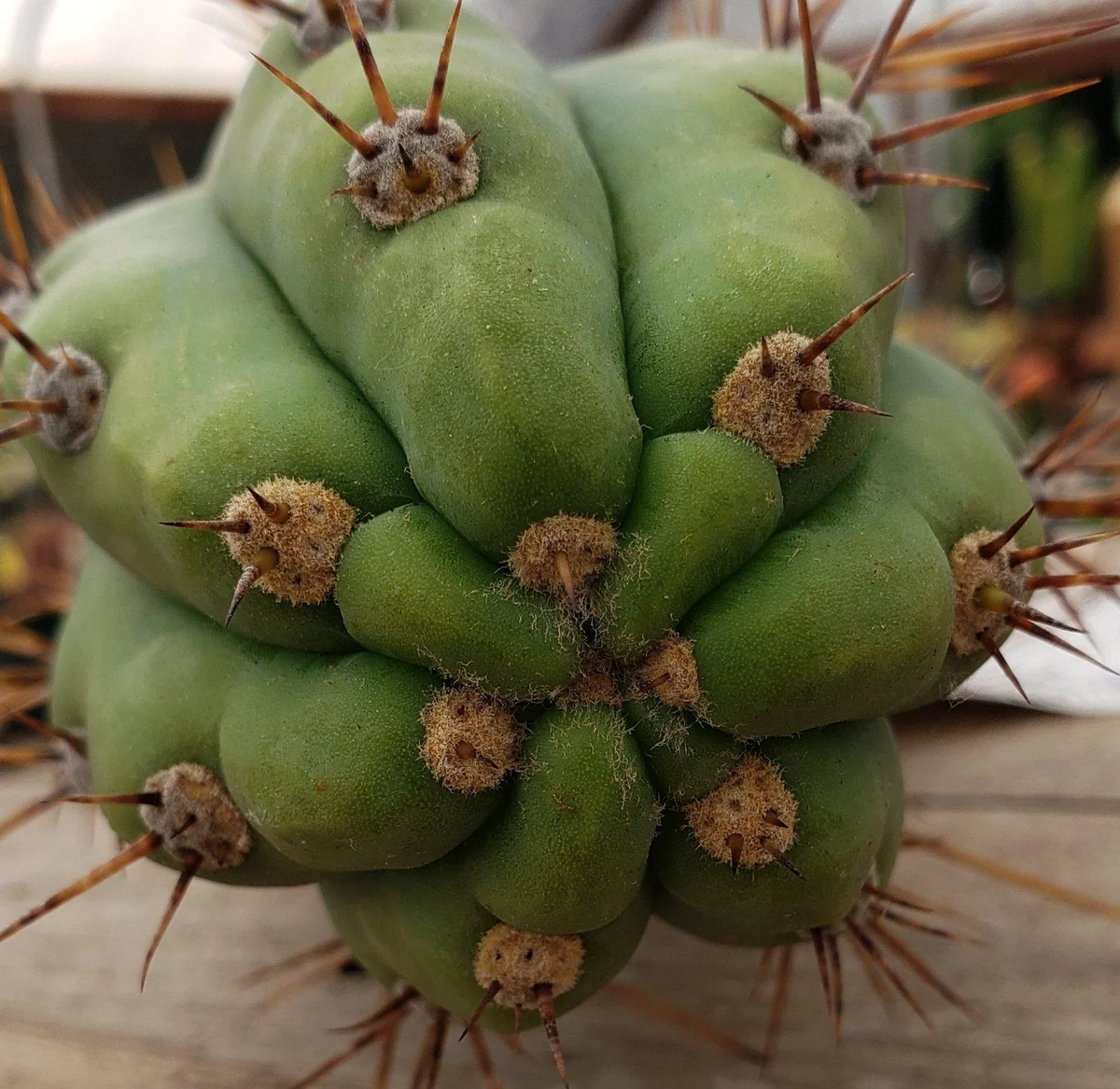 #EC45 EXACT Trichocereus Peruvianus "Storage Yard" Cactus CUTTING - Image 11