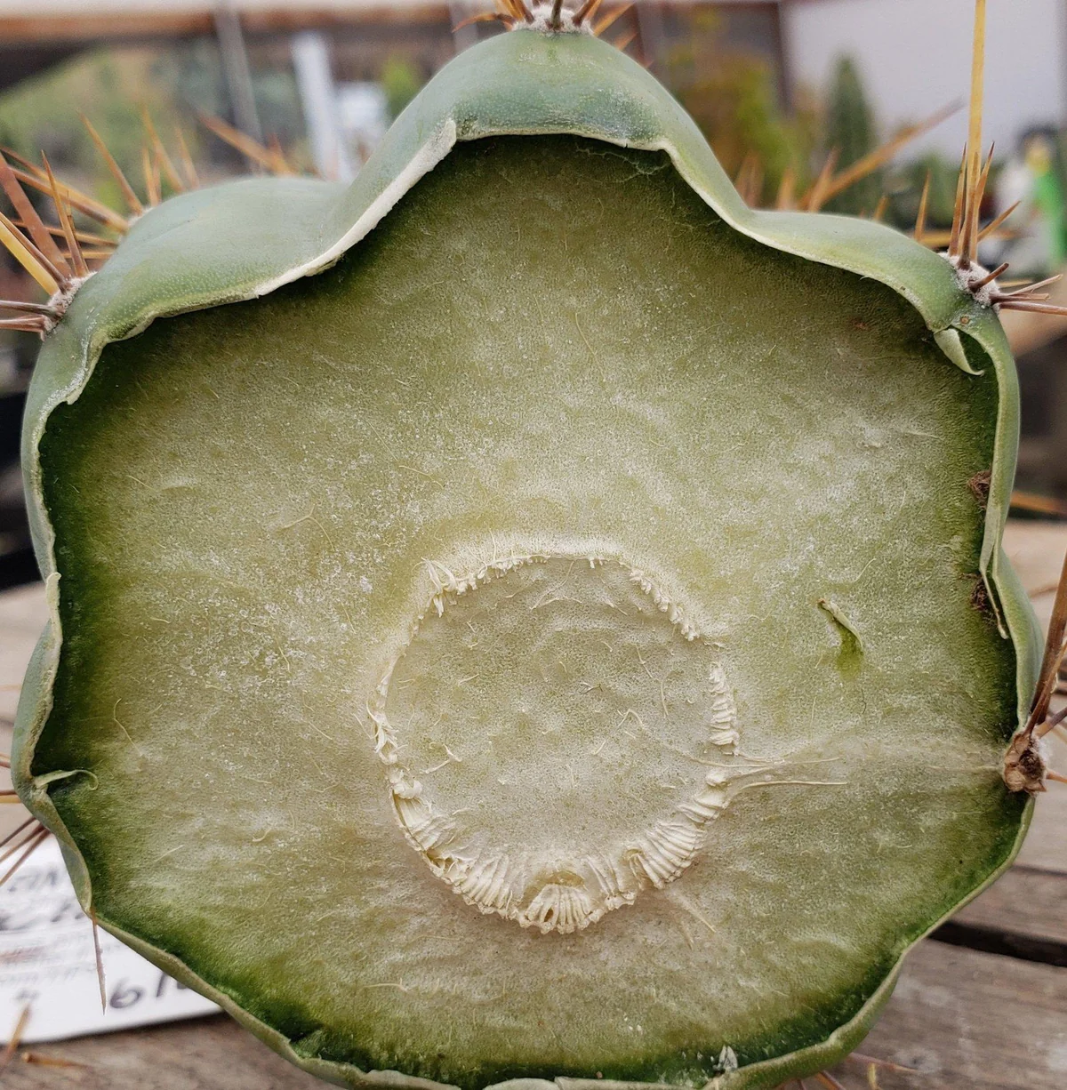 #EC45 EXACT Trichocereus Peruvianus "Storage Yard" Cactus CUTTING - Image 10
