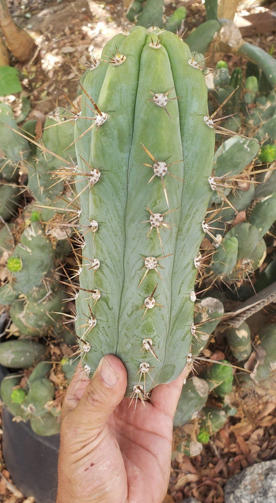 #EC45 EXACT Trichocereus Peruvianus "Storage Yard" Cactus CUTTING - Image 9