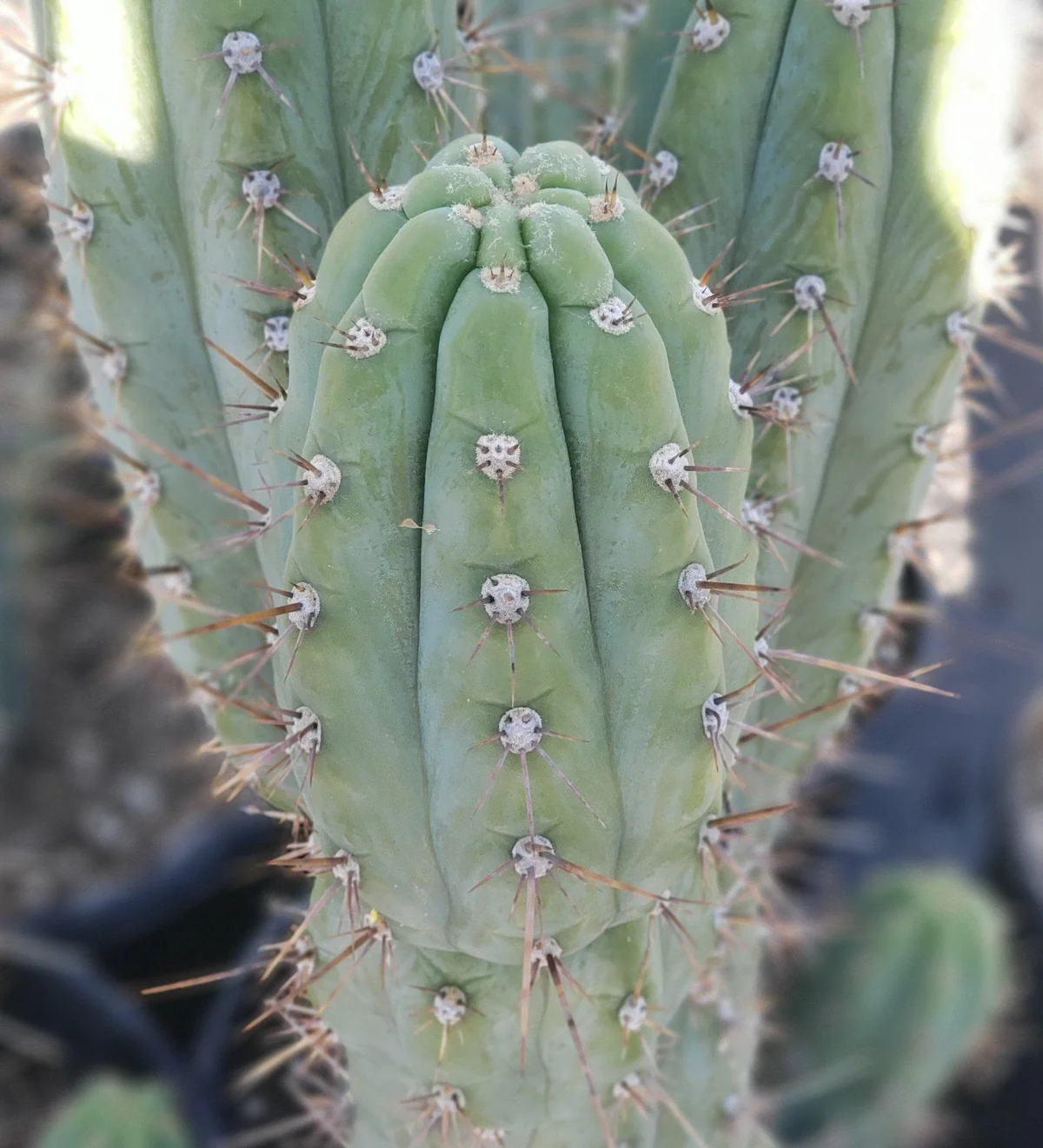 #EC45 EXACT Trichocereus Peruvianus "Storage Yard" Cactus CUTTING - Image 8