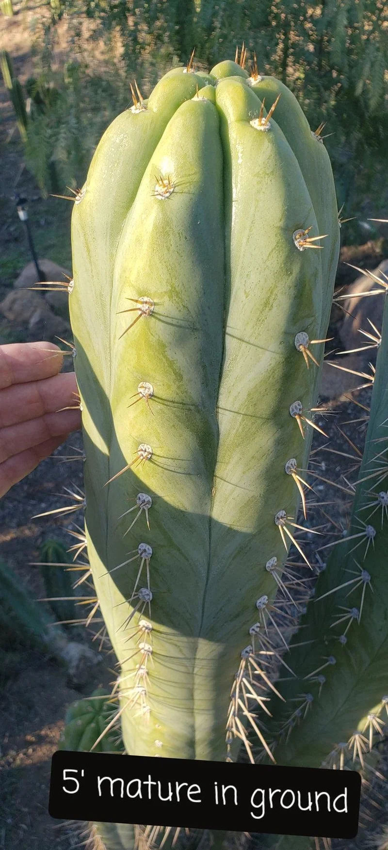 #EC45 EXACT Trichocereus Peruvianus "Storage Yard" Cactus CUTTING - Image 7