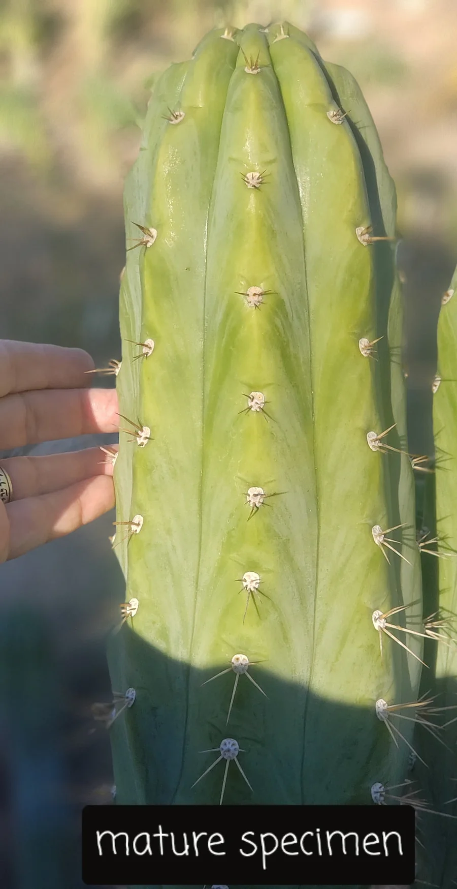 #EC45 EXACT Trichocereus Peruvianus "Storage Yard" Cactus CUTTING - Image 6