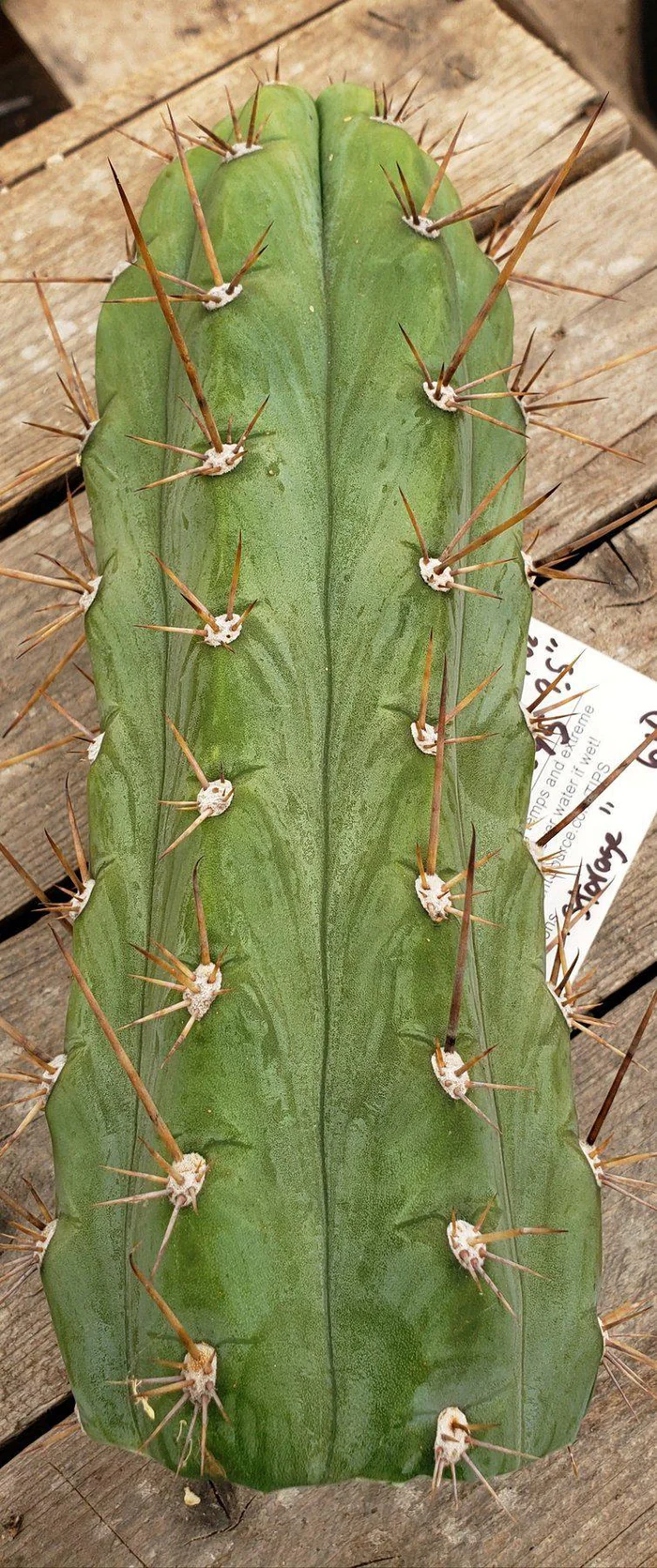 #EC45 EXACT Trichocereus Peruvianus "Storage Yard" Cactus CUTTING - Image 13