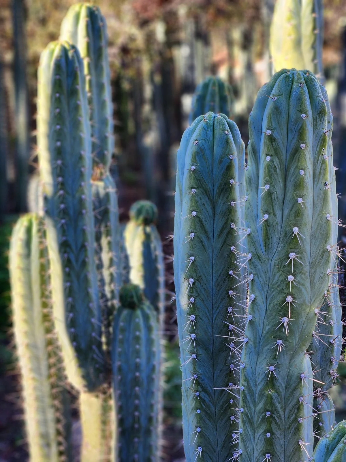 #EC45 EXACT Trichocereus Peruvianus "Storage Yard" Cactus CUTTING - Image 14
