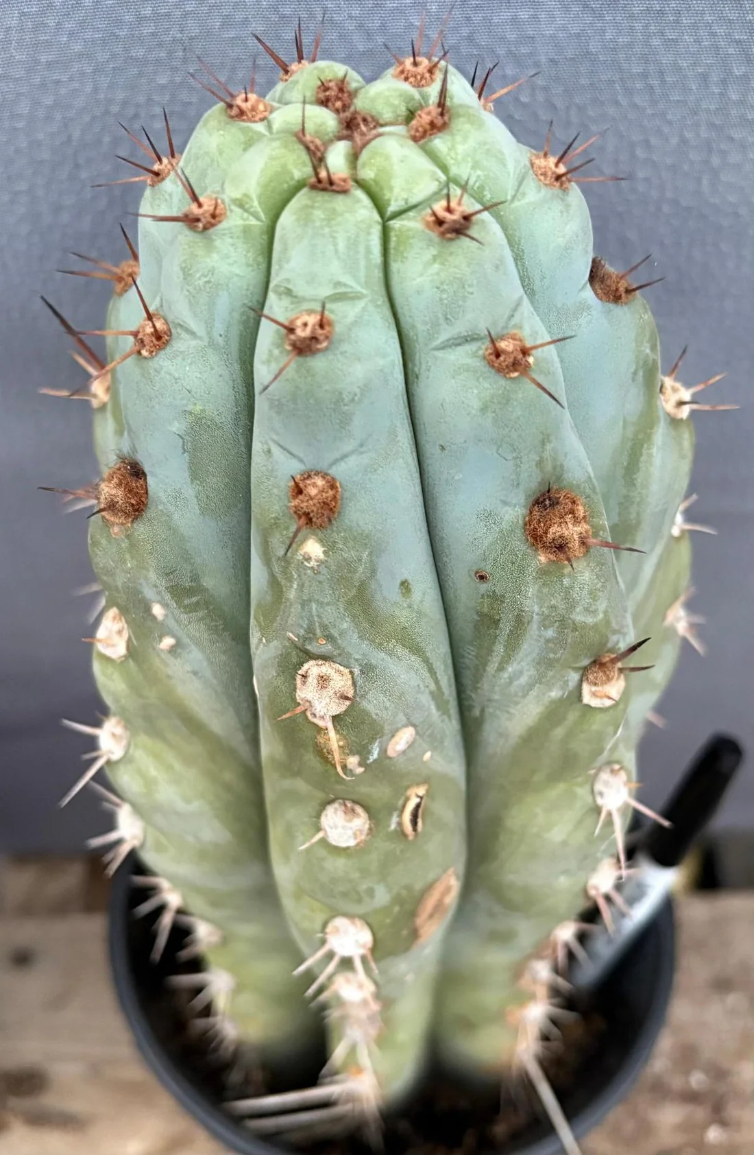 #EC48 EXACT Trichocereus Peruvianus TSSBP Blue Peru Cactus 13” - Image 5