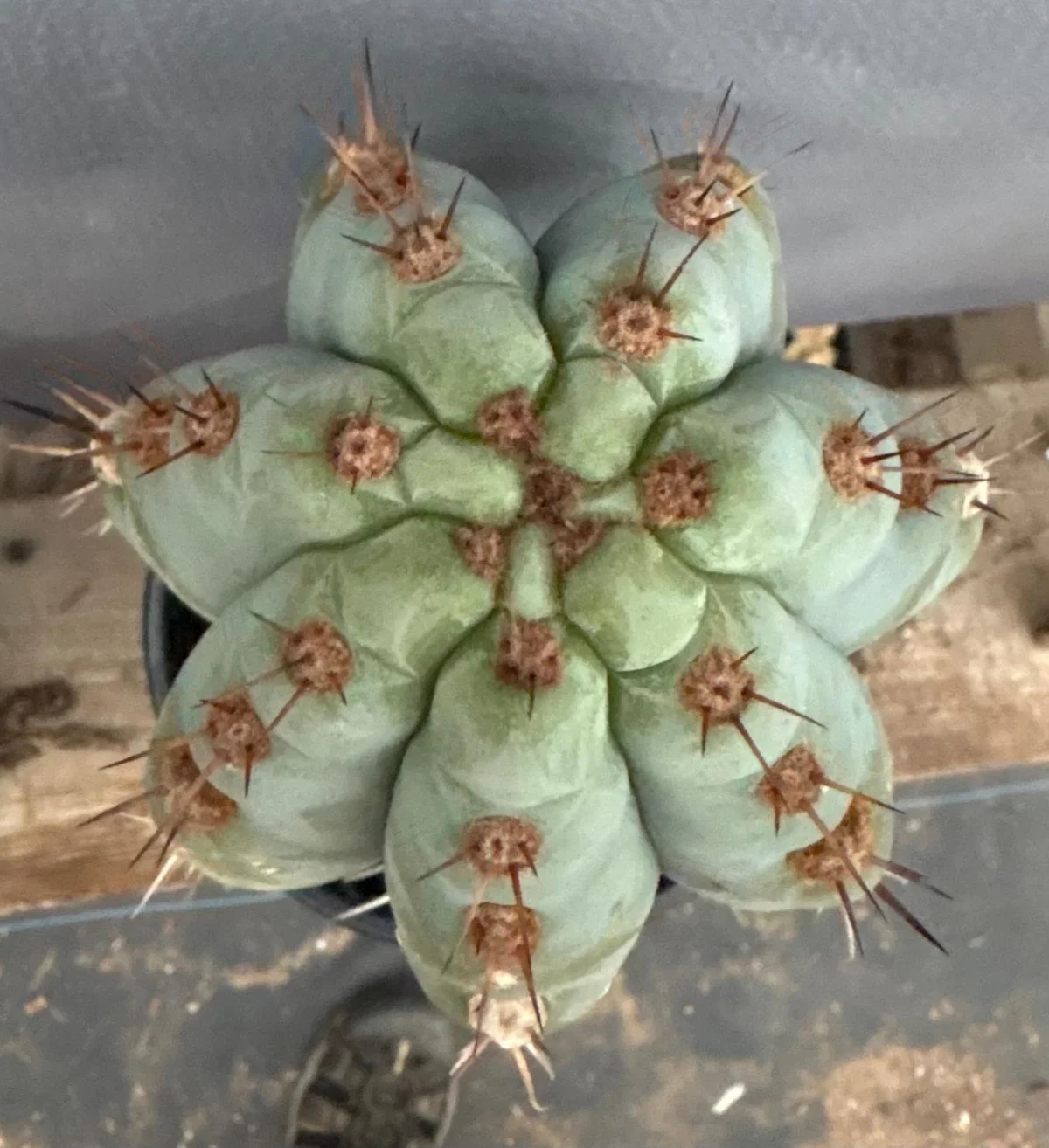 #EC48 EXACT Trichocereus Peruvianus TSSBP Blue Peru Cactus 13” - Image 4