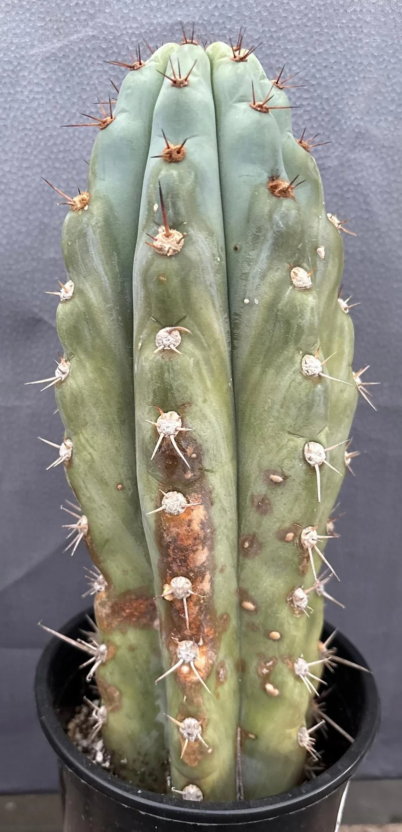 #EC48 EXACT Trichocereus Peruvianus TSSBP Blue Peru Cactus 13” - Image 3