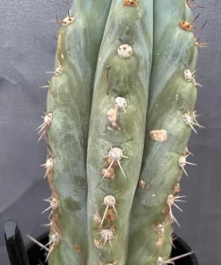 Alternative view of #EC48 EXACT Trichocereus Peruvianus TSSBP Blue Peru Cactus 13”