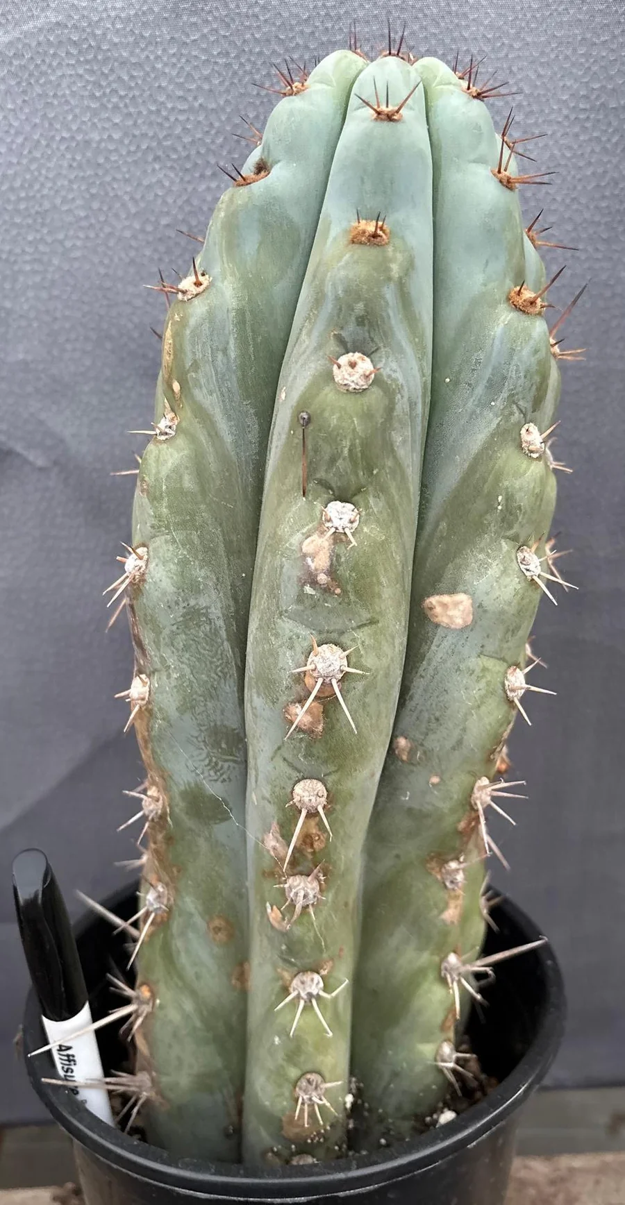 #EC48 EXACT Trichocereus Peruvianus TSSBP Blue Peru Cactus 13” - Image 2