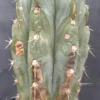 Trichocereus Peruvianus Peruvian Torch