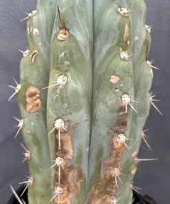 Trichocereus Peruvianus Peruvian Torch