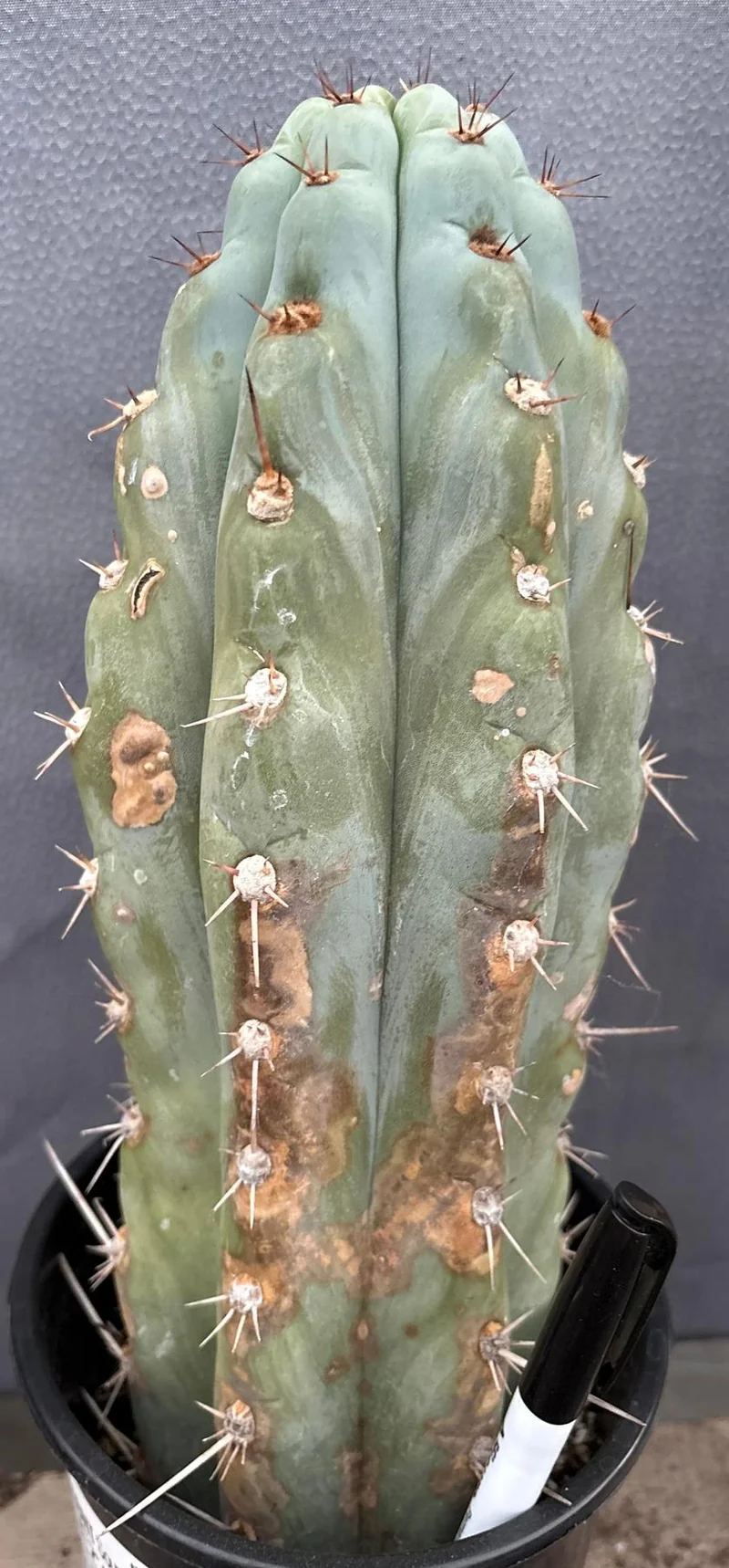 Trichocereus Peruvianus Peruvian Torch