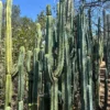 Buy Trichocereus Bridgesii Adelaide