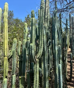Buy Trichocereus Bridgesii Adelaide