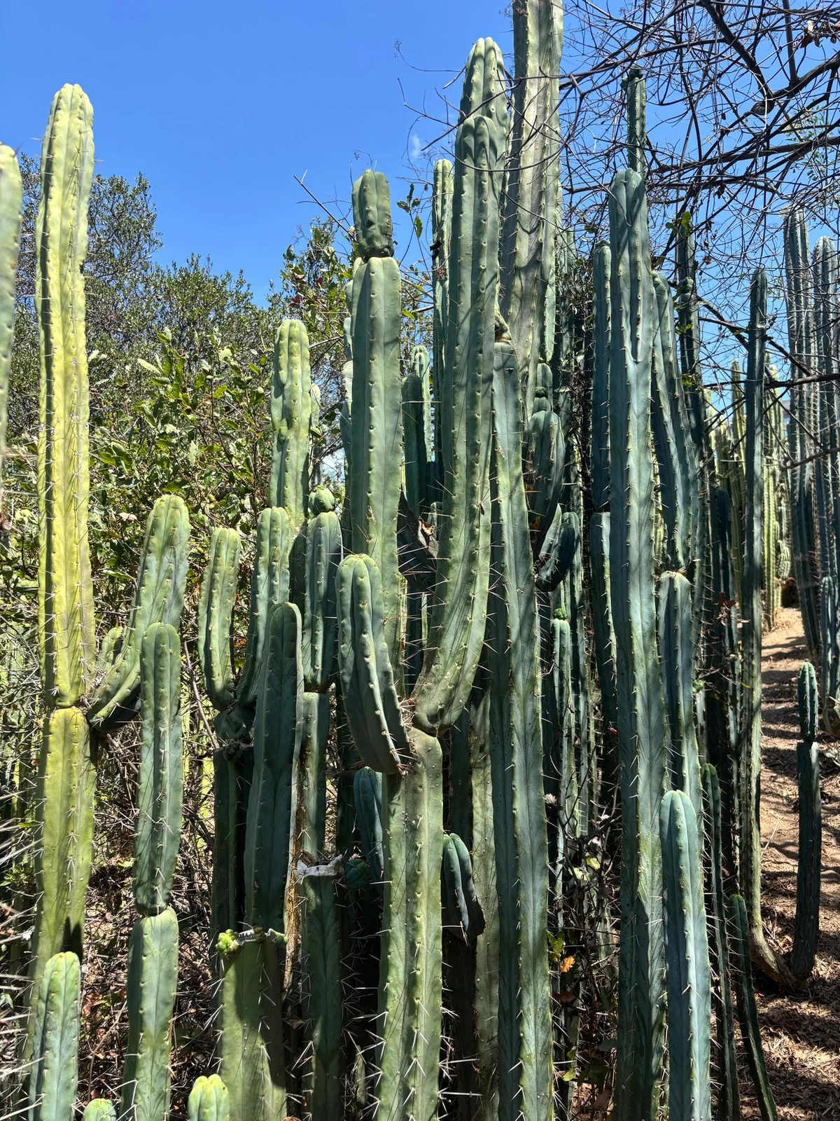 Buy Trichocereus Bridgesii Adelaide